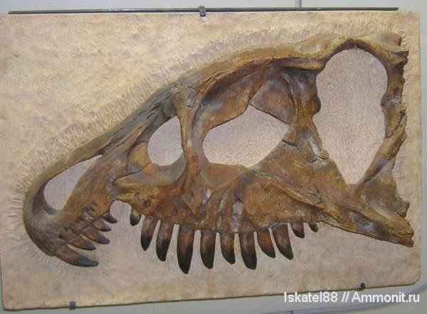 рептилии, пермь, музеи, ПИН, архозавры, Chalishevia cothurnata, Chalishevia, Permian