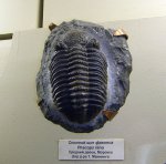 Phacops rana