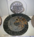 Парочка Speetoniceras versicolor