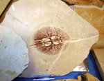 Скат Cyclobatis