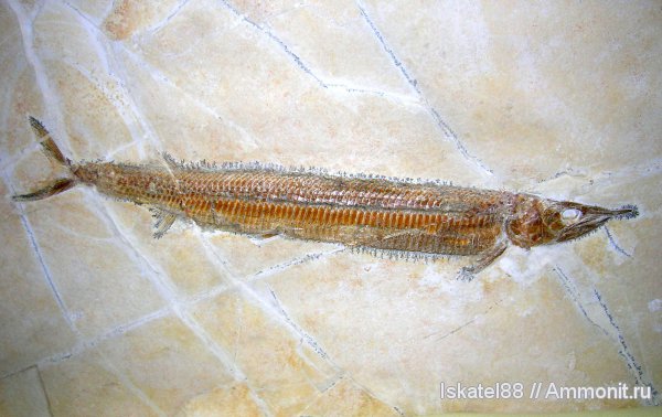 рыбы, выставки, Гемма, fish