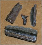 Зуб Chomatodus sp.