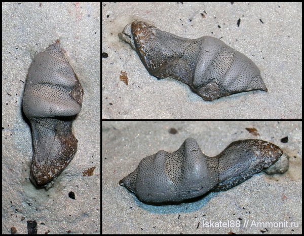рыбы, зубы, нижний карбон, Калиновские выселки, Cochliodontiformes, Diplacodus, fish, teeth