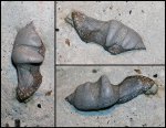 Diplacodus sp.