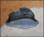 Petalodus sp
