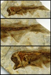 Lycopthera sp.