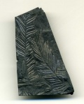 Alethopteris