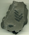 Neuropteris 1