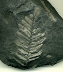 Neuropteris 2
