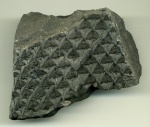 Lepidodendron 1