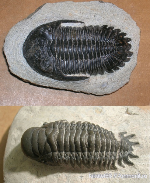 трилобиты, Марокко, Cheirurus, Crotalocephalus, Hollardops, Hollardops mesocristata, Crotalocephalus gibbus