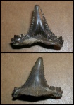 Carcharopsis sp.