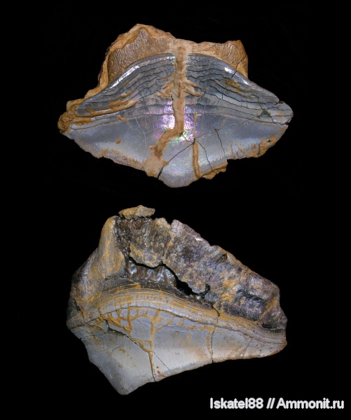 рыбы, зубы, Petalodontiformes, Petalodus, fish, teeth