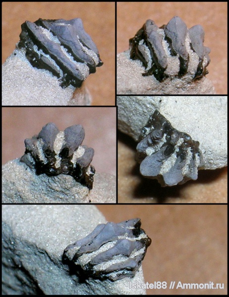 рыбы, зубы, fish, teeth