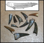Strepsodus sp.