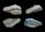 Campodus sp.
