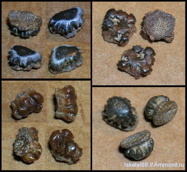 рыбы, Petrodus, fish