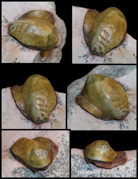 рыбы, зубы, Deltodus, Deltodus concha, fish, teeth