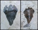 Peripristis sp.