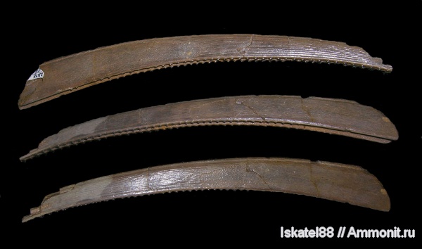 рыбы, ПИН, шипы, Acondylacanthus remotus, Acondylacanthus, fish