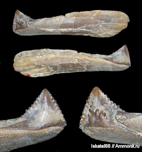 рыбы, зубы, ПИН, Protopirata, fish, teeth
