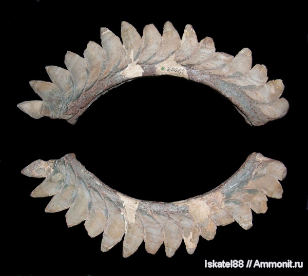 рыбы, зубы, ПИН, Eugeneodontiformes, Helicampodus egloni, Helicampodus, fish, teeth