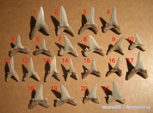 зубы, teeth
