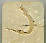 Rhynchodercetis sp.