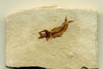 Armigatus brevissimus