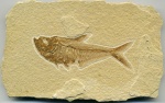 Diplomystus