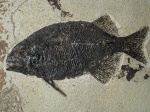 Phareodus testis  с зубками