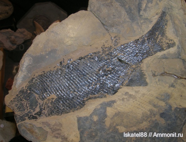 Гемма, Paramblypterus, Paramblypterus gelberti