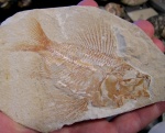 Ctenothrissa sp.