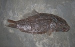 Paralepidotus ornatus (Agassiz, 1843)