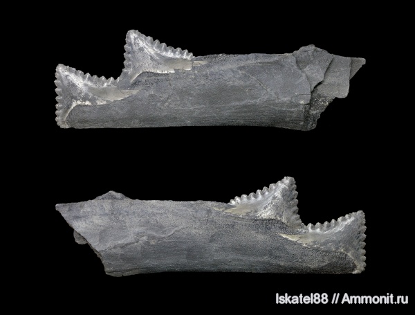 Chondrichthyes, Elasmobranchii, Eugeneodontiformes, Edestus, Edestus heinrichi, Edestidae
