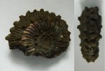 Аммонит Kosmoceras