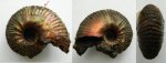 Eboraciceras cf. sutherlandiae