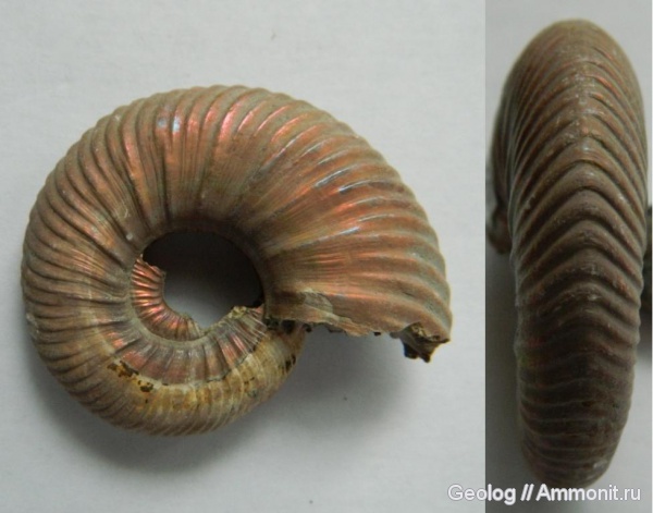 аммониты, юра, головоногие моллюски, Quenstedtoceras, Дубки, Ammonites, Quenstedtoceras leachi, Jurassic