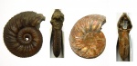 Quenstedtoceras flexicostatum