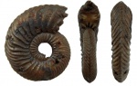 Quenstedtoceras praelamberti