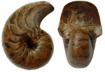 Наутилус Cenoceras cf. wolgensis