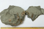 Volgoceratoides aff. schiloivkensis