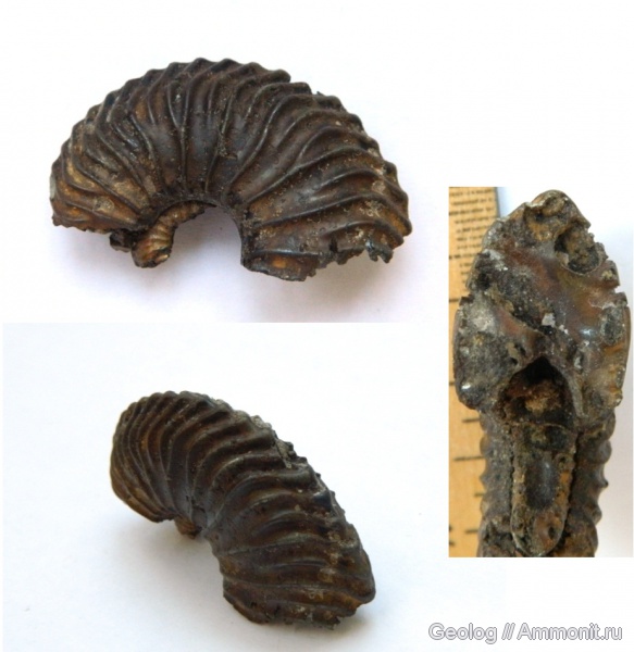 Cardioceras
