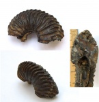 Cardioceras