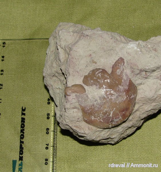 трилобиты, ордовик, Illaenus, палеозой, Ordovician