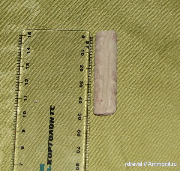 ордовик, головоногие моллюски, палеозой, эндоцерасы, Ordovician