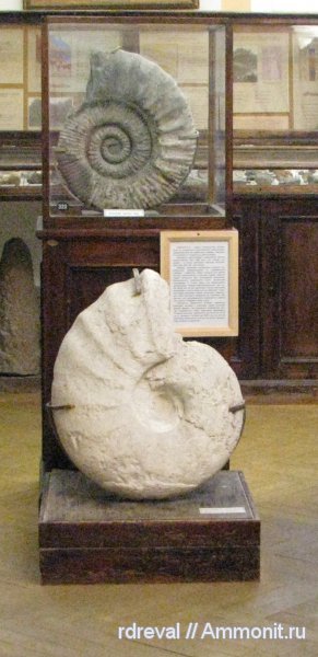 аммониты, мезозой, Ammonites, ЦНИГР музей им. Ф.Н. Чернышева