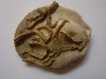 Serpula на створке Gryphaea