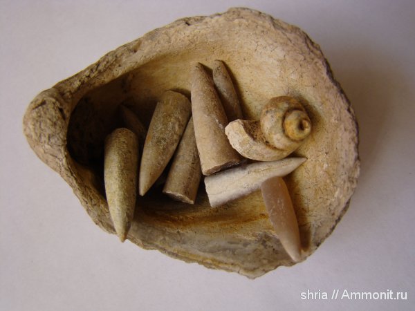 моллюски, юра, Gryphaea, Оренбургская область, Jurassic
