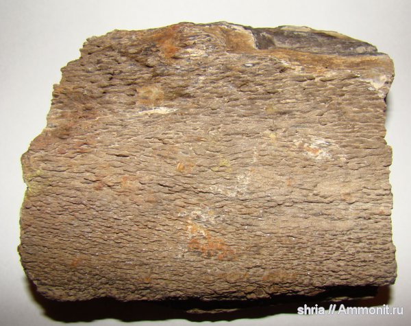 пермь, Permian
